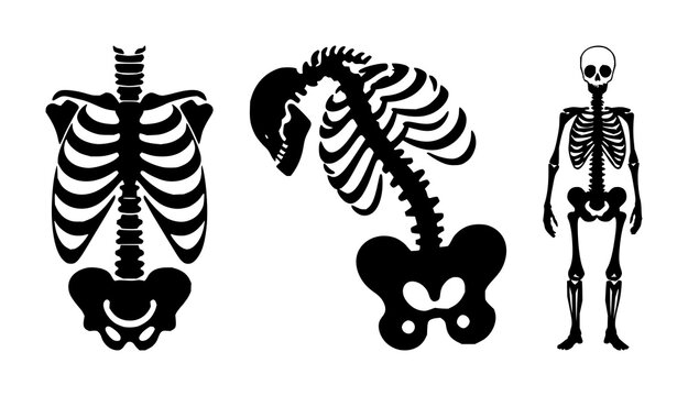 Human bone skeleton set with solid black icon on white background featuring bone, skeleton, anatomy with medical and illustration
