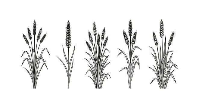 Gray wheat, oat, barley, plant icons, agricultural symbols isolated on White Background