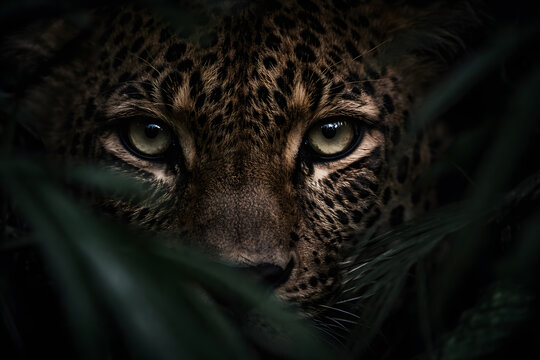 Intense gaze of a predator stalking prey in the shadows. Concept of a hunter focused on a target, natural camouflage, and raw wildlife power in the dark forest and jungle