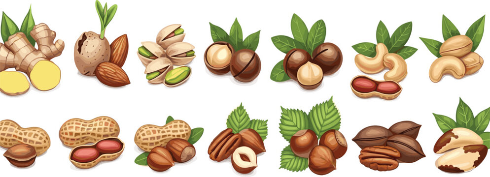Assorted nuts and seeds collection with almonds, pistachios, hazelnuts, peanuts and cashews, detailed hand drawn food illustration set for healthy snacks and organic design