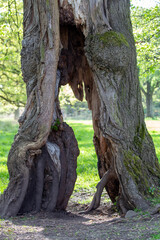 Fototapeta premium Dry Barkless Tree in Natural Landscape