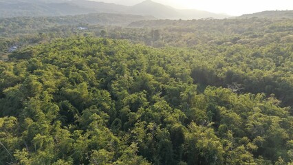 Obraz premium A breathtaking mountain panorama captures a misty morning forest in the valley where green summer trees meet a high cloudy sky for beautiful nature scenery Bamboo