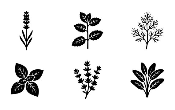 Minimalist culinary herb icons set, black botanical leaf silhouettes, 6 organic plant vector elements for kitchen packaging and garden labels