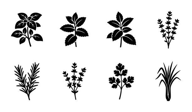 Culinary herbs and spices icon set, 8 black botanical silhouettes of basil, rosemary and mint, organic garden plant vector illustrations for kitchen packaging