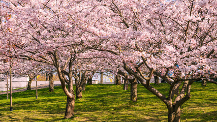 Fototapeta premium Sakura Blossom Cherry Tree in Spring Bloom. Sakura Vilnius