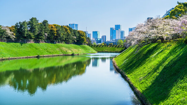 春の千鳥ヶ淵公園　半蔵濠の美しいリフレクション【東京都・千代田区】