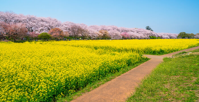 埼玉・権現堂公園の春の絶景　青空に映える満開の桜と菜の花【埼玉県・幸手市】