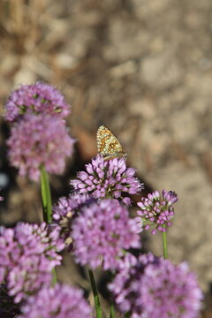 Entre fleur et battements d'ailes