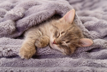 Cute Grey Kitten Sleeping Under a Soft Blanket © Anatolii