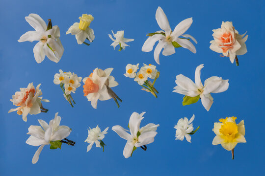 abstract spring harmony; daffodils and magnolia blossoms