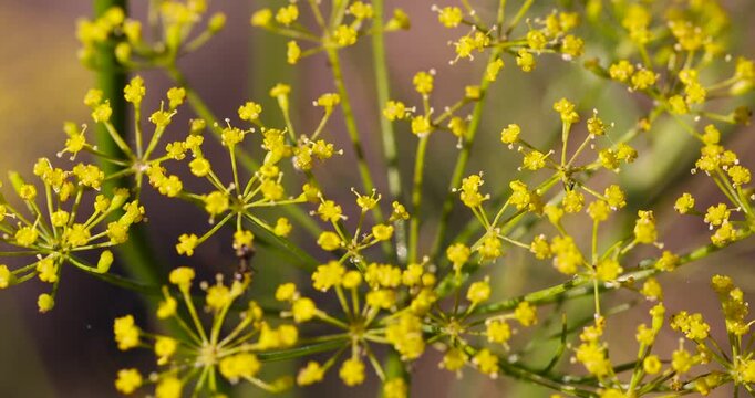 green unripe dill seeds in the autumn season in sunny, clear weather against the background of other plants, a large number of dill to obtain seeds for the future harvest