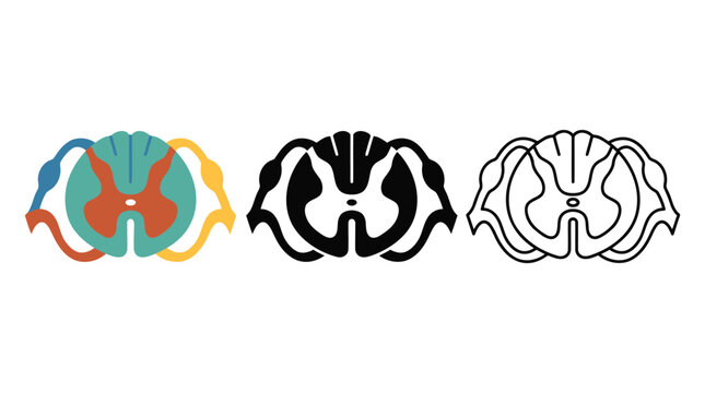 Spinal cord cross section icon set with color filled outline and silhouette.