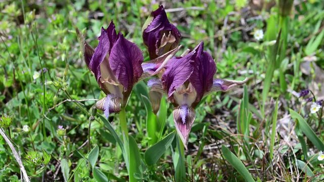 wild purple irises blooming in a grassy meadow, featuring the intricate patterns and rich violet petals of the flowers swaying gently in the breeze