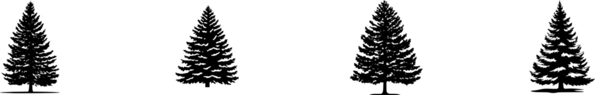 A mature Noble Fir stands tall with its formal conical shape and symmetrical branches covered in blue-green needles, isolated against a pure white background