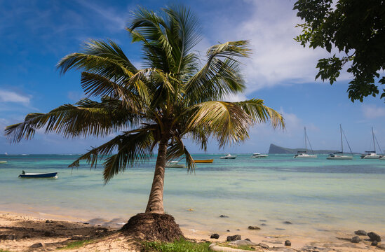 tropical beach with palm trea and turquoise sea