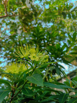 The Stunning Yellow Xanthostemon Chrysanthus for Your Pollinator Garden | Fast-Growing, Drought-Tolerant Tropical Flowering Tree for Hummingbirds & Low-Maintenance Landscapes