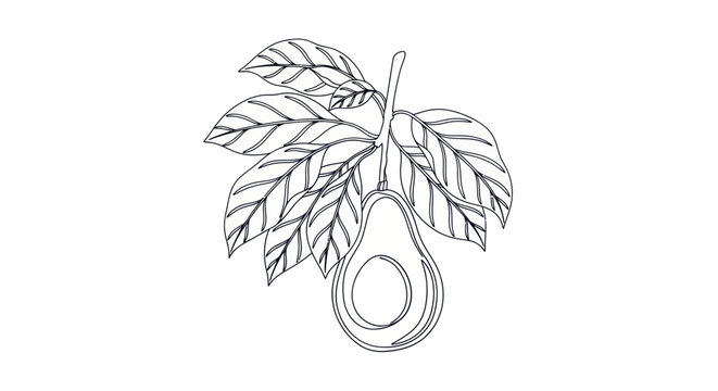Hand drawn avocado fruit branch line art illustration for coloring page