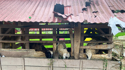 Small sheep pen in the middle of farmland © Dennis
