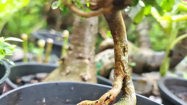 The Art of Bonsai: Shaping a Young Sancang Premna microphylla Miniature Tree