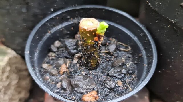 Successful Bonsai Propagation Fresh Green Shoot Sprouting from Ficus Cutting in Wet Soil