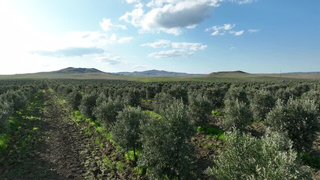 Drone footage flying over an expansive olive grove. The video highlights the organized structure of the orchard with healthy olive saplings and dark cultivated soil under a bright sky