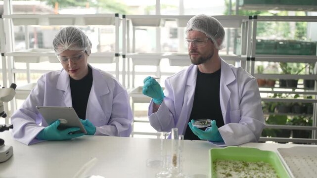 Scientists are working at vegetable production greenhouse. Food, technology.