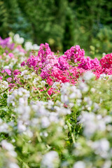 Obraz premium Vibrant phlox paniculata bloom in sunlit garden
