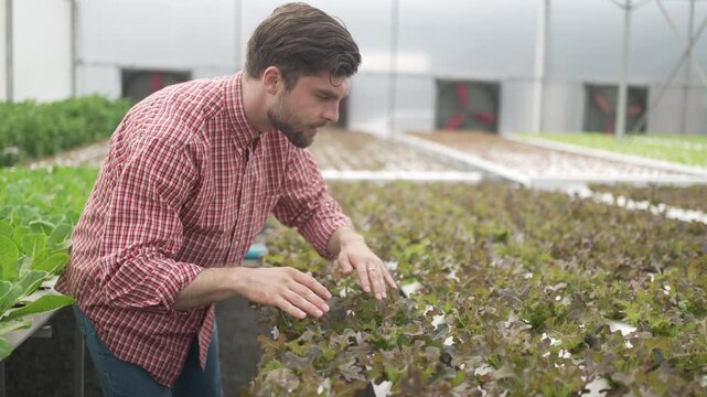 Farmer is working at vegetable production greenhouse. Food, technology, agriculture.
