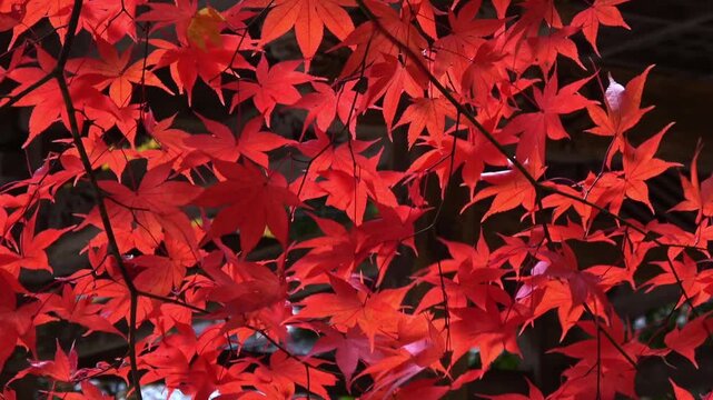 秋風に揺れる燃えるように真っ赤に紅葉したモミジのクローズアップ 4K