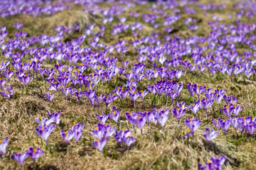 Obraz premium Field of purple crocus flowers blooming in early spring meadow