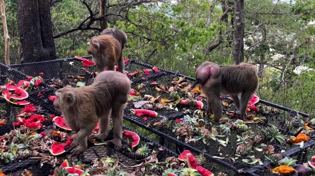 Three pig-tailed macaques eat fruit on Khao Rang Hill in Phuket Town, Thailand, demonstrating everyday behavior in a tropical urban environment and human interaction.