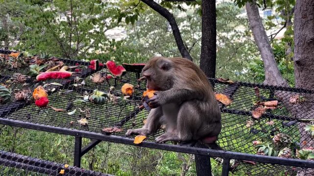 A pig-tailed macaque eats a mango at Khao Rang Hill Park in Phuket Town, Thailand. This demonstrates the primate's natural behavior in a tropical environment.
