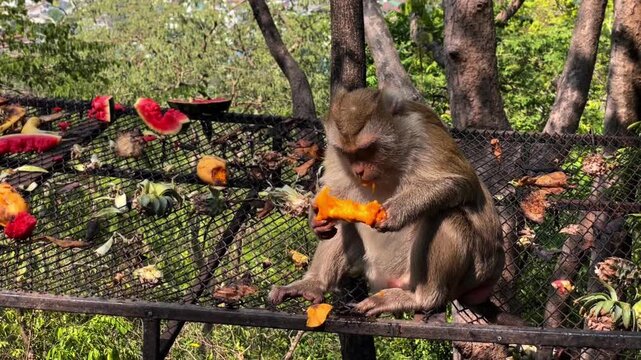 A pig-tailed macaque eats a mango at Khao Rang Hill Park in Phuket, Thailand. A flying insect begins to disturb the animal, and the macaque leaves.