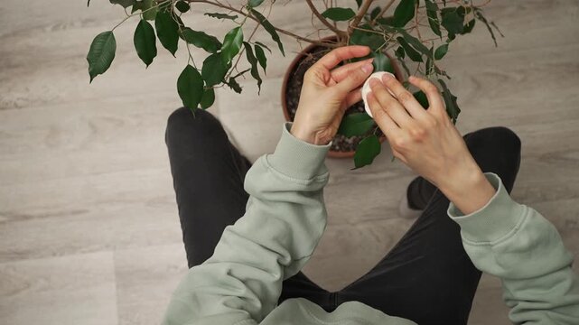 Top-down view of a woman sitting on the floor meticulously wiping dust from the green leaves of a ficus houseplant, engaging in home gardening and plant care for indoor greenery