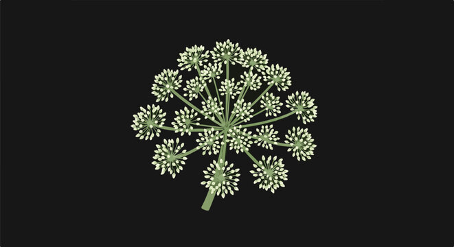Delicate white umbel flower with green stem against a black background