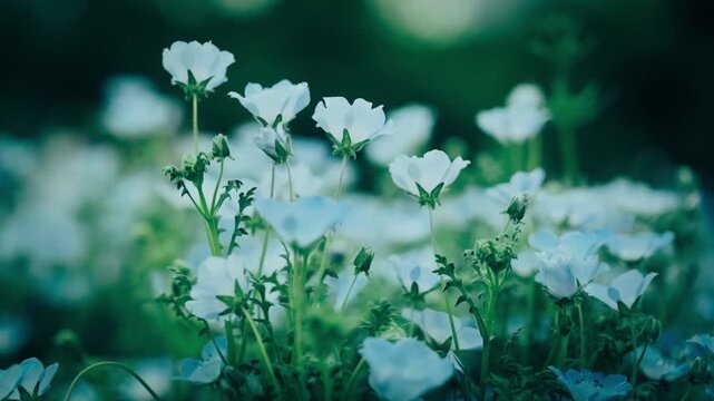 風に揺れるネモフィラ