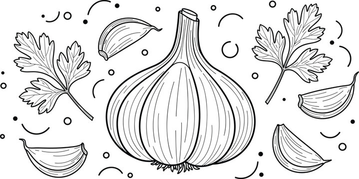Garlic and parsley engraving vector illustration. Hand drawn bulb with cloves and herbs composition. Botanical line art in vintage style for food packaging and recipe design.