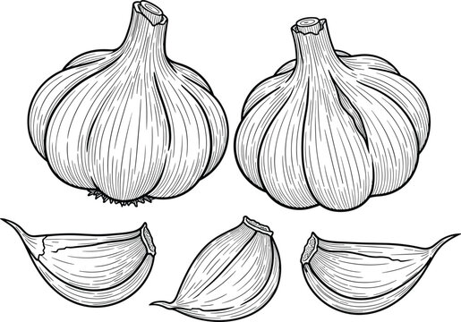 Garlic engraving vector illustration. Hand drawn bulb and clove composition. Botanical line art in vintage style for food packaging, menu and organic ingredient design.