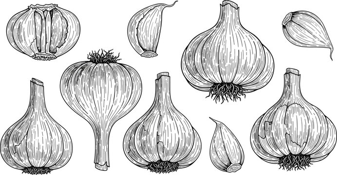 Vintage garlic engraving vector set. Hand drawn bulb and clove collection. Botanical food illustration in monochrome style for packaging, menu and organic product design.