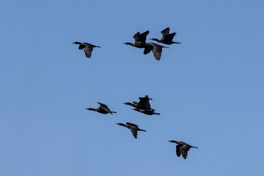 Flock of Australian Little Black Cormorants in flight