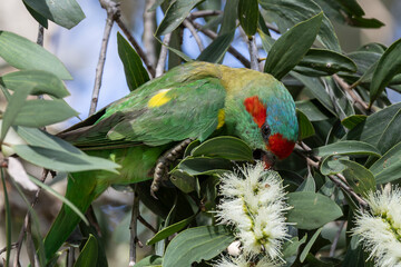Australian Musk Lorikeet feeding on the nectar of the flowers of the Paperbark Tree © Ken Griffiths