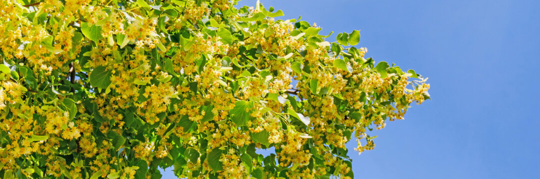 Bright yellow flowers bloom on a tree under a clear blue sky in springtime showcasing nature's beauty