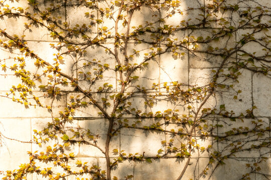 A vine growing on a stone wall. Virginia creeper.