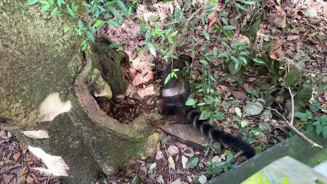 South American coati foraging for food near a tree trunk in the tropical forest