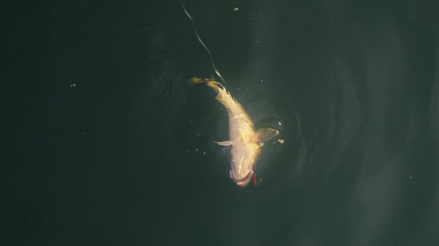 A codfish is hooked on a pilker lure and reeled in through deep blue Norwegian waters. Exciting fishing moment capturing sport, nature, and ocean adventure.