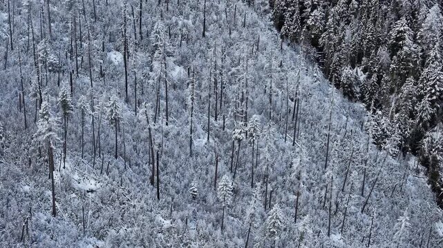 Aerial drone footage shows a steep hillside covered in snow with burnt tree trunks and patches of forest, capturing a rugged winter landscape near Laguna Beach, California.