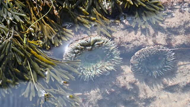Aerial view of shallow tide pools filled with clear blue water, green algae and rocks along the rocky coast of Laguna Beach, California on the Pacific Ocean.