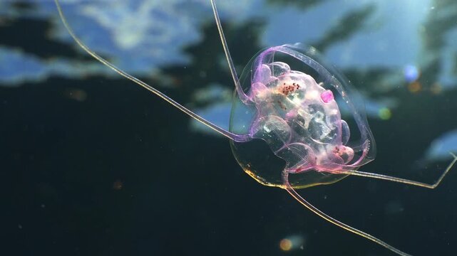 Tiny purple jellyfish with long tentacles under the ocean surface