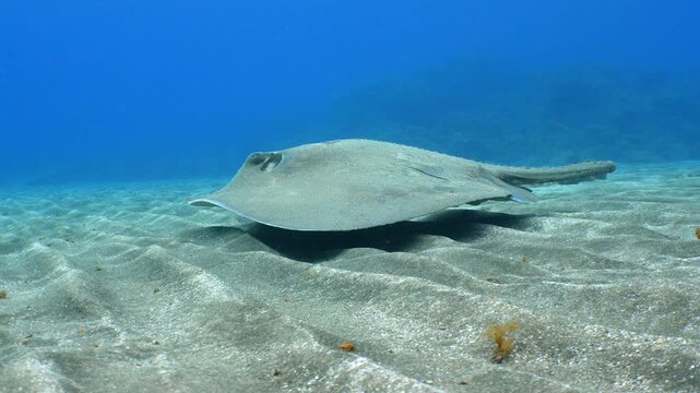 Macro of a roughtail stingray with a truncated tail swimming over the seabed