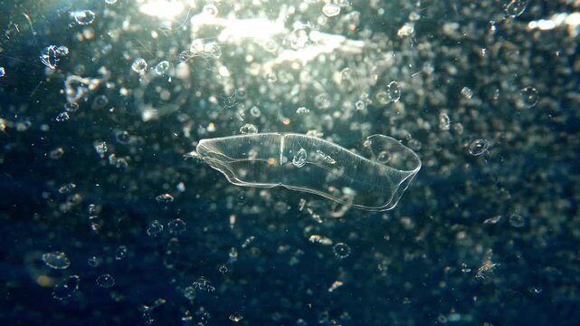 Cinematic shot of Cestum veneris with thousands of small transparent medusae